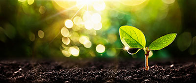 This is seed planted in the earth growing from within and expanding upward and outward through the soil, the essence of the seeds stretching for the sun and feeding itself on a daily basis with nutrients and sunlight, awaiting its flowers unfoldment. 